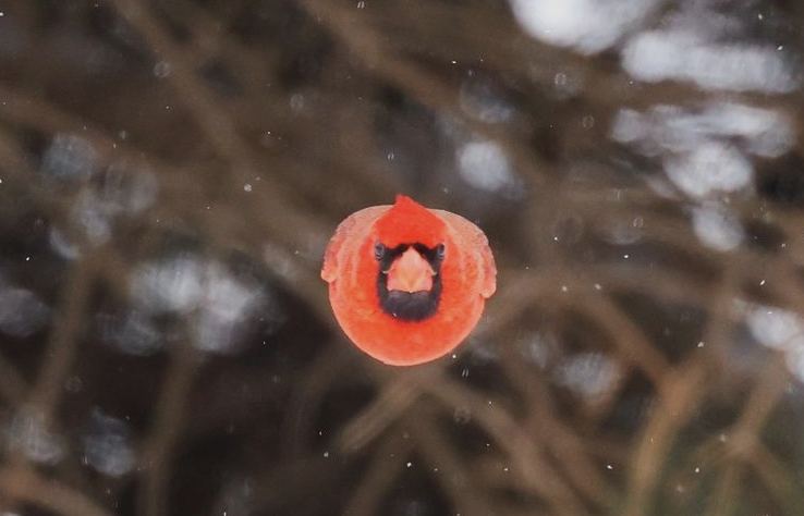 foto angry bird di dunia nyata