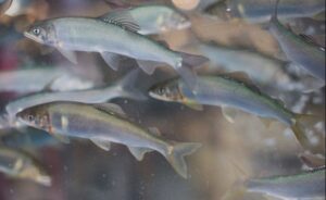fakta unik ikan shisamo