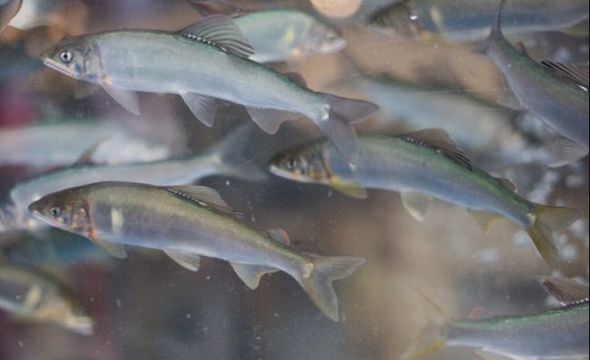 fakta unik ikan shisamo