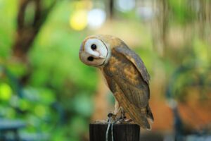 hewan yang dianggap pembawa sial